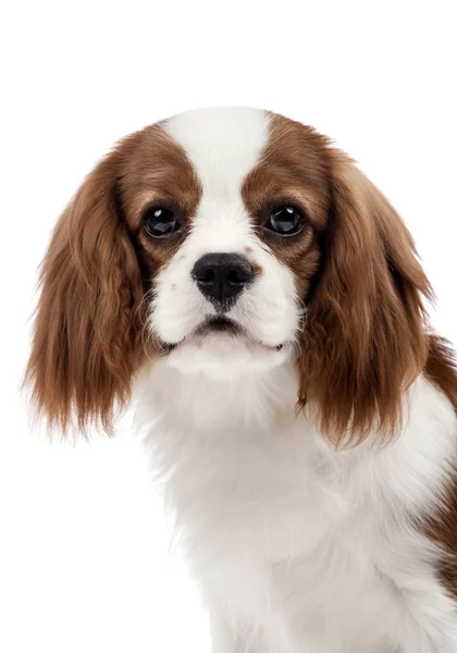 Cavalier Roi Charles Spaniel — Photo