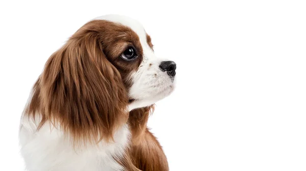 Kavalierkönig Charles Spaniel — Stockfoto