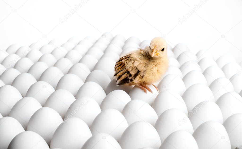 chicken sit on eggs