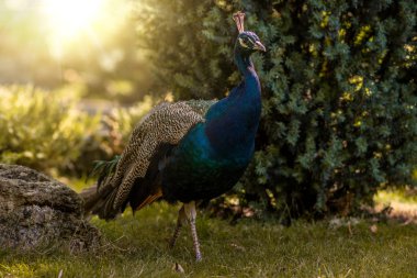 Güzel tavuskuşu açık