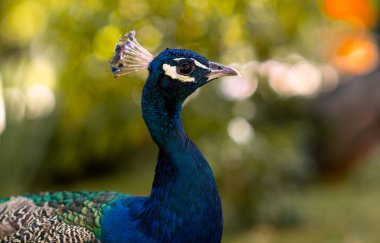Güzel tavuskuşu açık