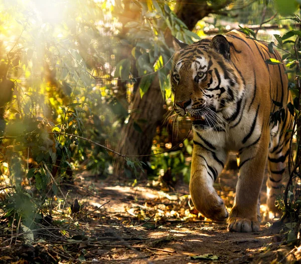 Wilde Siberische tijger op aard — Stockfoto
