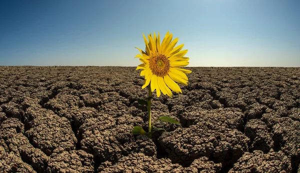 Sonnenblume in der dürren Wüste — Stockfoto