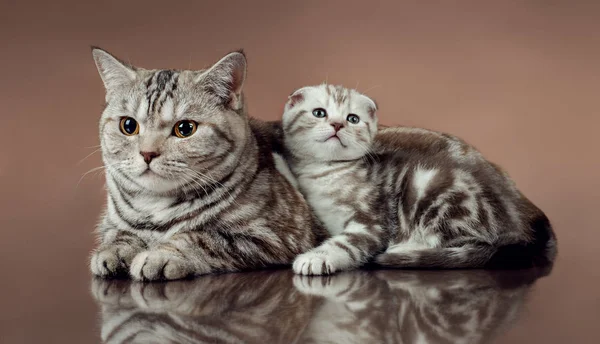Skotský fold rodinná kočka — Stock fotografie