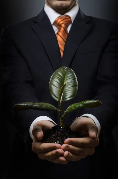 Zakenman met scion rubber plant — Stockfoto