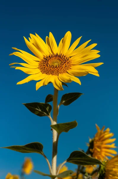 Allein schöne Sonnenblume — Stockfoto