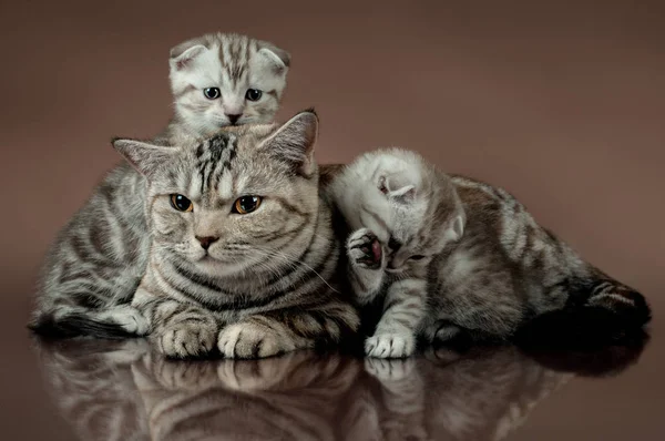 Familjen kattens scottish fold — Stockfoto