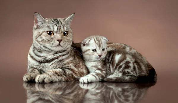 Dobra escocesa do gato da família — Fotografia de Stock