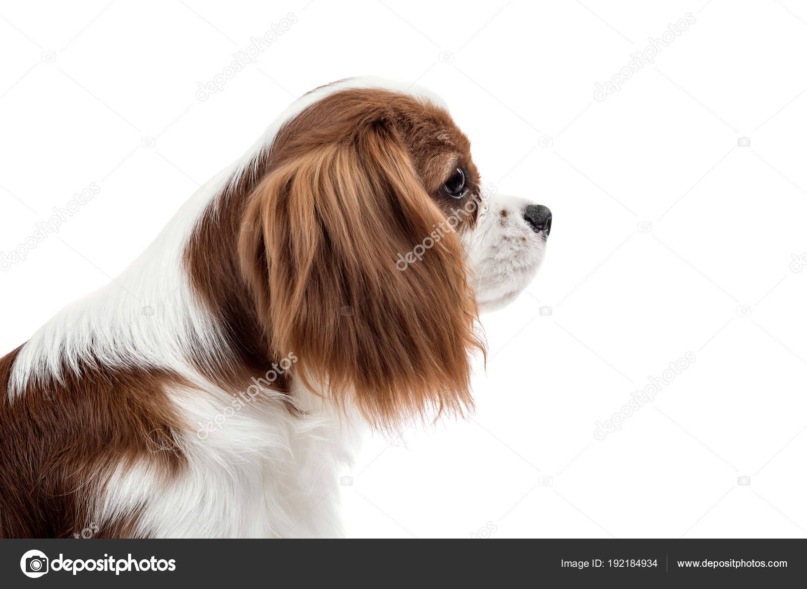 Cavalier King Charles Spaniel Ch Gangstas Paradise De La