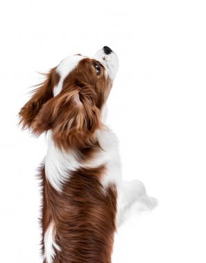 saf yetiştirilen köpek yapmak, köpek Cavalier King Charles Spaniel, ayağa kalk izole arka ayakları üzerinde