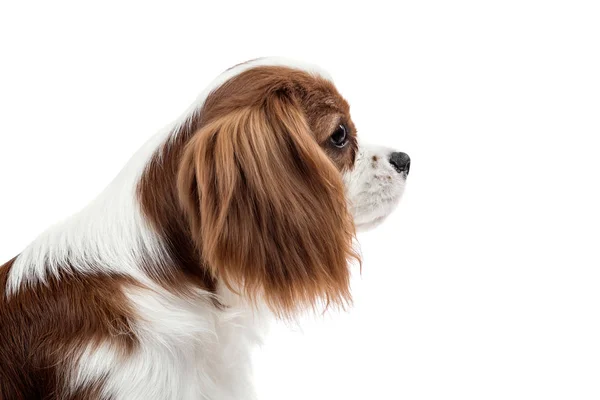 Closeup Κάθετη Πορτρέτο Καθαρής Φυλής Σκυλί Κουτάβι Cavalier King Charles — Φωτογραφία Αρχείου