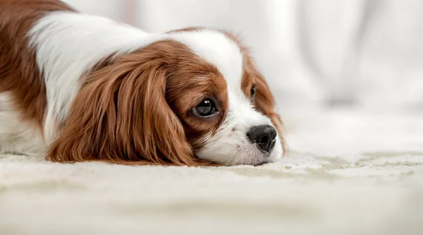 Triste Cão Raça Pura Cachorro Cavaleiro Rei Charles Spaniel Mentira — Fotografia de Stock