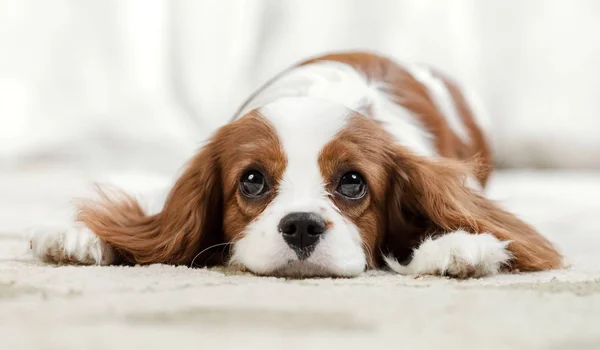 Triste Cão Raça Pura Cachorro Cavaleiro Rei Charles Spaniel Mentira — Fotografia de Stock