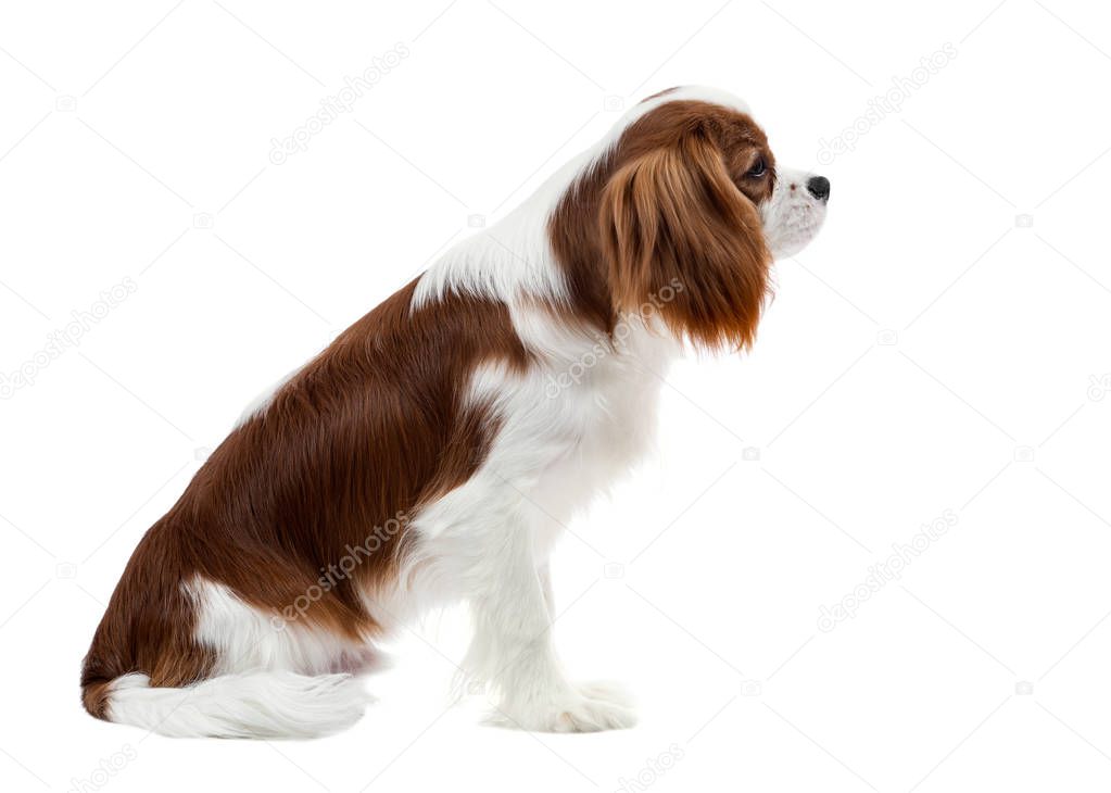 pure-bred dog, puppy Cavalier King Charles Spaniel, sit on white background, isolated