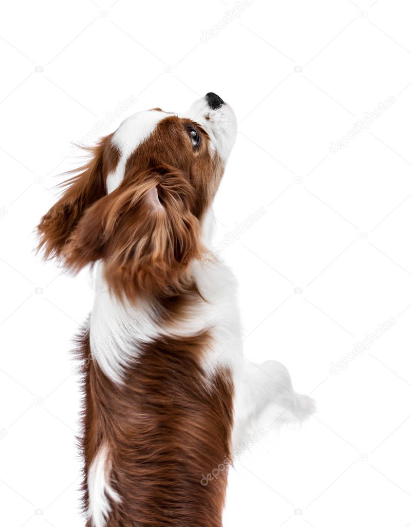 performing pure-bred dog, puppy Cavalier King Charles Spaniel, stand up on hind legs, isolated