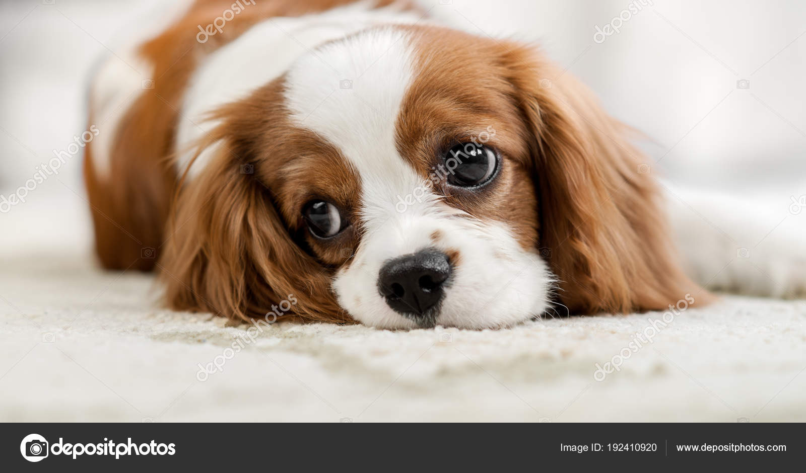Cavalier King Charles Spaniel Stock Photo Image By C Tankist276 Cavalier King Charles Spaniel Stock Photo Image By C Tankist276