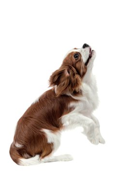 Şövalye Kral Charles Spaniel