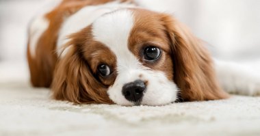 Şövalye Kral Charles Spaniel