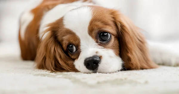 Kavaljeren Kung Charles Spaniel — Stockfoto