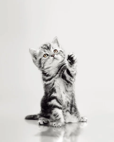 Красивый маленький котенок — стоковое фото