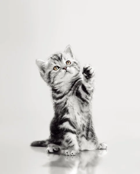 Bellissimo gattino — Foto Stock