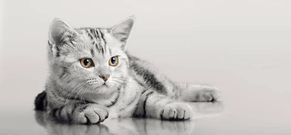 One grey stripy beautiful little kitten — Stock Photo, Image