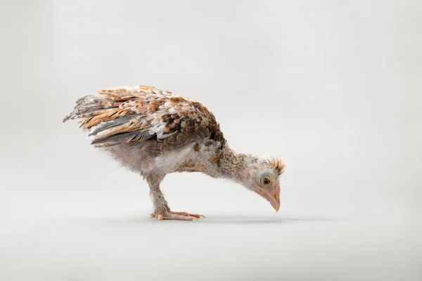 Jeune poulet sur fond gris — Photo