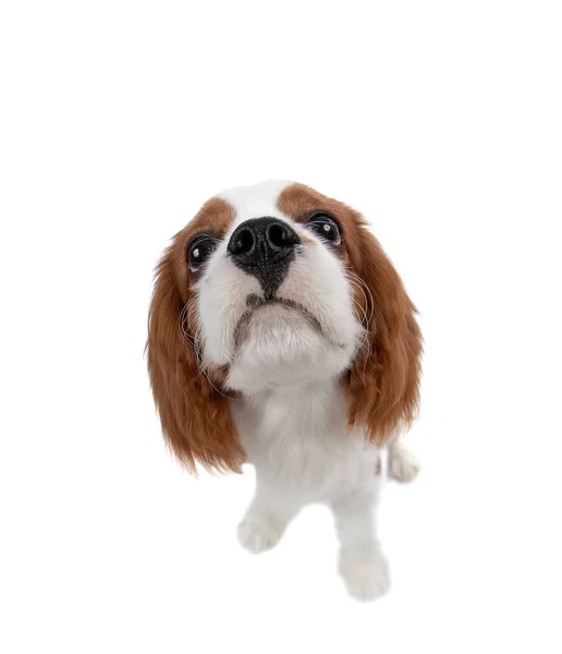 Kavalierkönig Charles Spaniel — Stockfoto