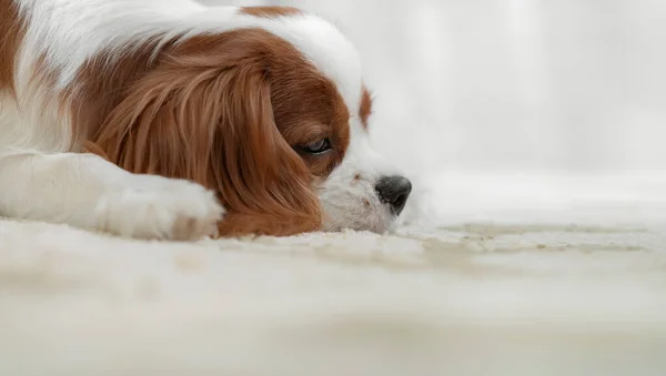 Cabeça cachorro cão melancólico — Fotografia de Stock