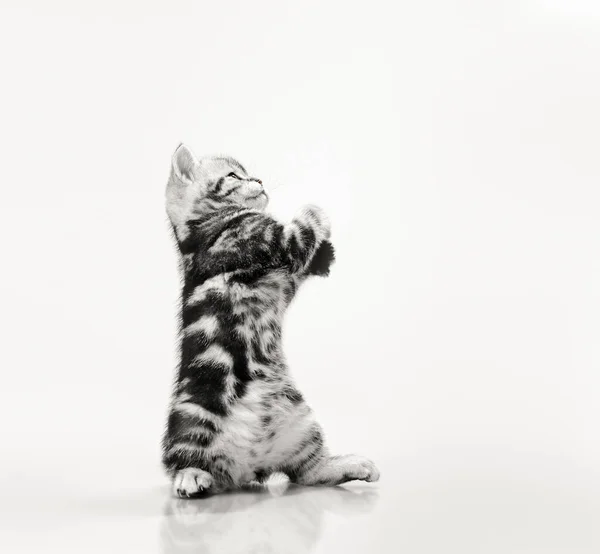 Schöne kleine Kätzchen — Stockfoto