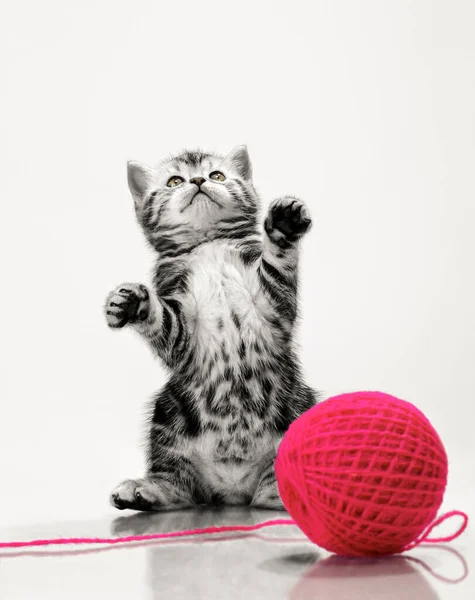회색작고 아름다운 새끼 고양이 — 스톡 사진