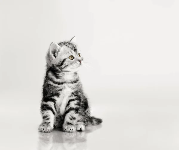 Ein grau gestreiftes schönes kleines Kätzchen — Stockfoto