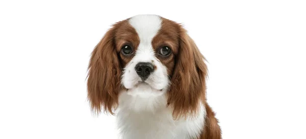 Kavalierkönig Charles Spaniel — Stockfoto