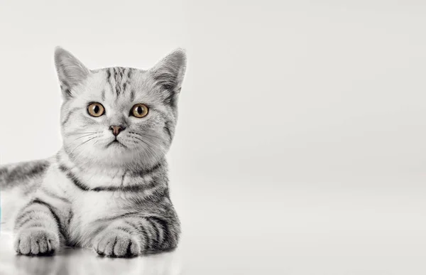 Pequeno gatinho marrom — Fotografia de Stock