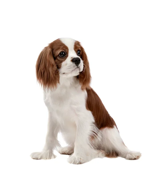 Cavalier King Charles Spaniel — Stock Image Cavalier King Charles Spaniel Stock Picture