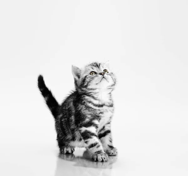一只灰色条纹漂亮的小猫 — 图库照片