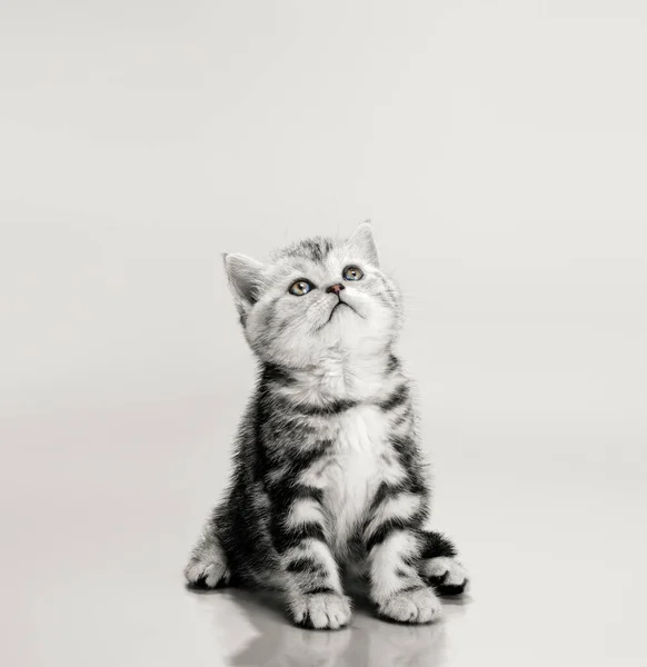 Um cinza listrado lindo gatinho — Fotografia de Stock