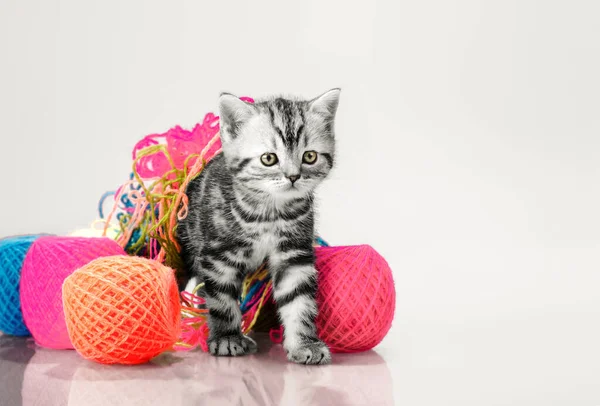 Gri güzel küçük kedi yavrusu — Stok fotoğraf