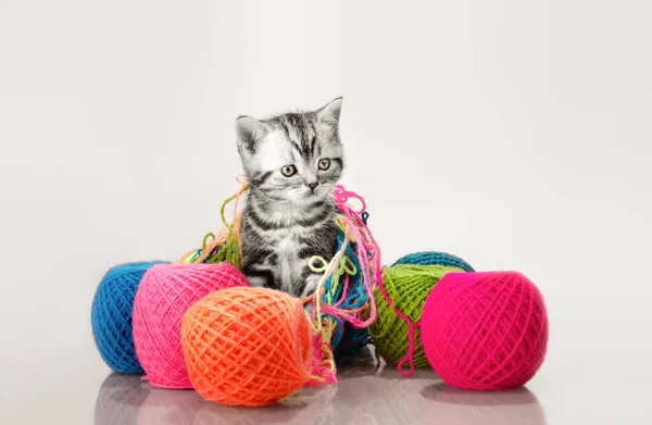 Cinzento lindo gatinho — Fotografia de Stock