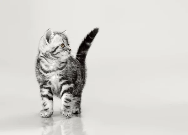 Um cinza listrado lindo gatinho — Fotografia de Stock