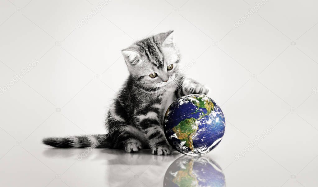 grey kitten touch paws globe