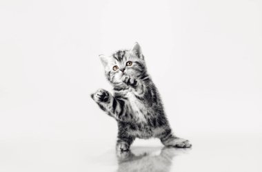 Gri çizgili güzel bir kedi yavrusu