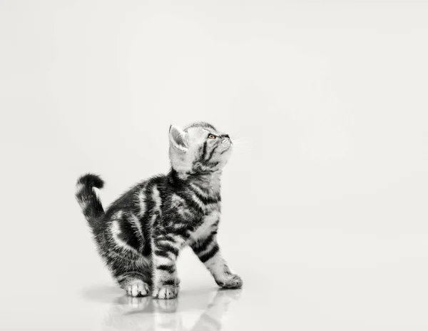 Один серый полосатый красивый маленький котенок — стоковое фото