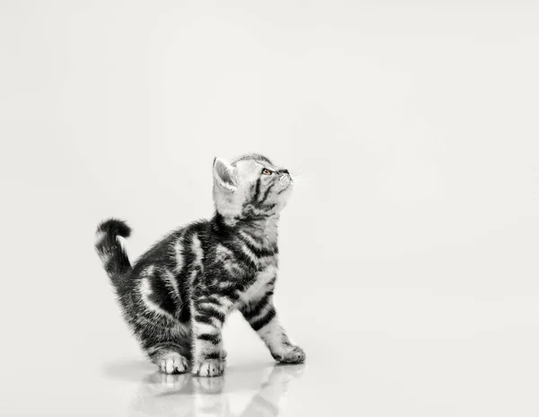 Um cinza listrado lindo gatinho — Fotografia de Stock