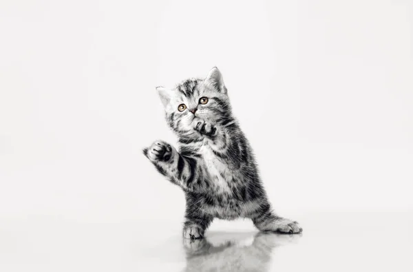 Ein grau gestreiftes schönes kleines Kätzchen — Stockfoto