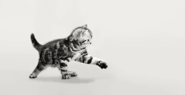 Gri çizgili güzel bir kedi yavrusu — Stok fotoğraf