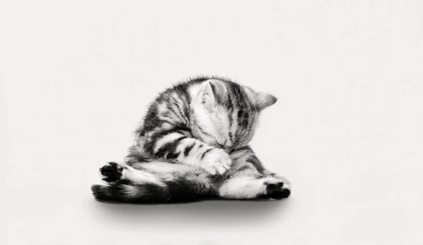 Satu garis-garis abu-abu indah kucing kecil — Stok Foto