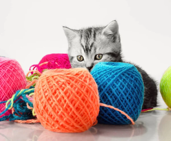 Grey beautiful little kitten — Stock Photo, Image