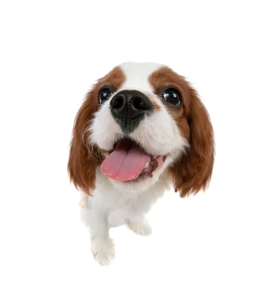 Cavalier Roi Charles Spaniel — Photo