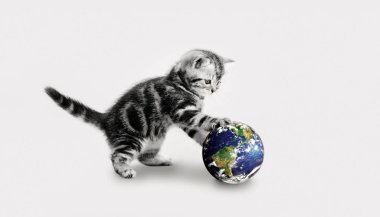 Gri kedi yavrusu pençelerini küreye değdir